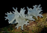 Tremella fuciformis image