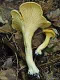 Cantharellus septentrionalis image