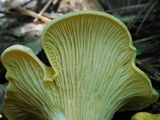 Cantharellus septentrionalis image