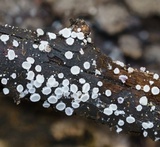 Lachnellula cervina image