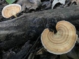 Microporellus obovatus image