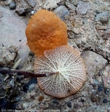 Marasmius cladophyllus image