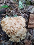 Sparassis americana image