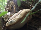 Fomitopsis ochracea image