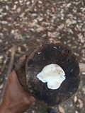 Tyromyces chioneus image