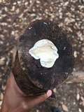 Tyromyces chioneus image