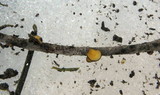 Lachnellula arida image