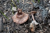 Pseudoomphalina angelesiana image