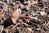 Pseudoomphalina angelesiana image