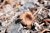 Pseudoomphalina angelesiana image