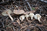 Melanoleuca angelesiana image