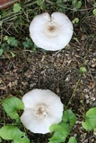 Pluteus petasatus image