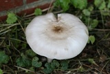 Pluteus petasatus image