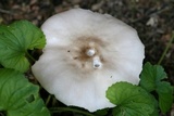 Pluteus petasatus image