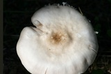 Pluteus petasatus image