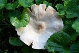 Pluteus petasatus image
