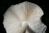 Pluteus petasatus image