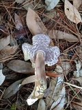Tylopilus neofelleus image