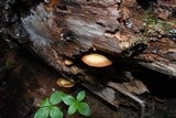 Kuehneromyces lignicola image
