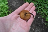 Kuehneromyces lignicola image