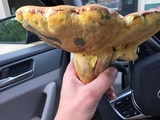 Boletus pallidoroseus image