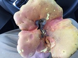 Boletus pallidoroseus image