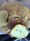 Boletus pallidoroseus image