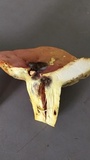 Boletus pallidoroseus image