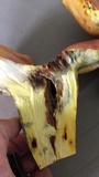 Boletus pallidoroseus image