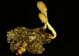 Ophiocordyceps gracilis image