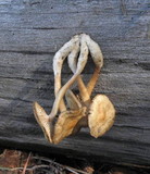 Mycena overholtsii image