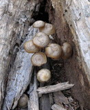 Mycena overholtsii image