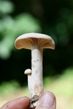 Lactarius subplinthogalus image
