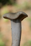 Lactarius subplinthogalus image