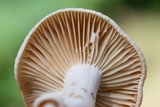 Lactarius subplinthogalus image