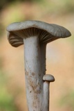 Lactarius subplinthogalus image