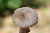 Lactarius subplinthogalus image