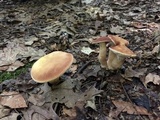Xanthoconium purpureum image
