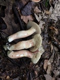 Xanthoconium purpureum image