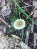 Amanita solaniolens image