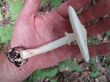 Amanita aestivalis image