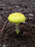 Amanita elongata image
