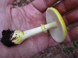 Amanita elongata image