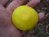 Amanita elongata image