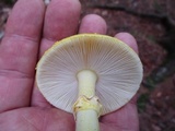 Amanita elongata image