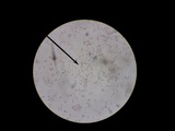 Amanita elongata image