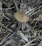 Entoloma vernum image