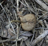 Entoloma vernum image