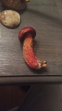 Butyriboletus frostii image