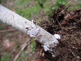 Amanita rhacopus image